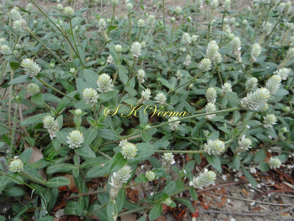  Plant